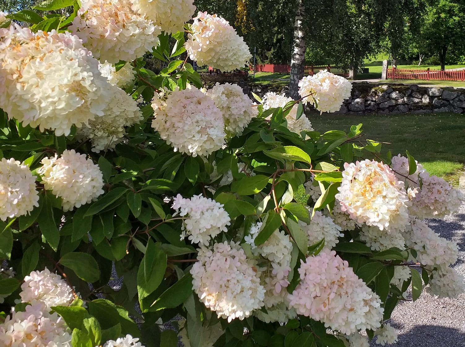 Sommarhortensia