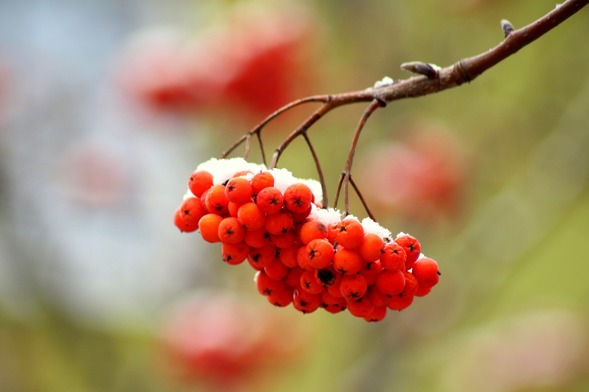 mountain-ash-g20f1da10a_1920.jpg