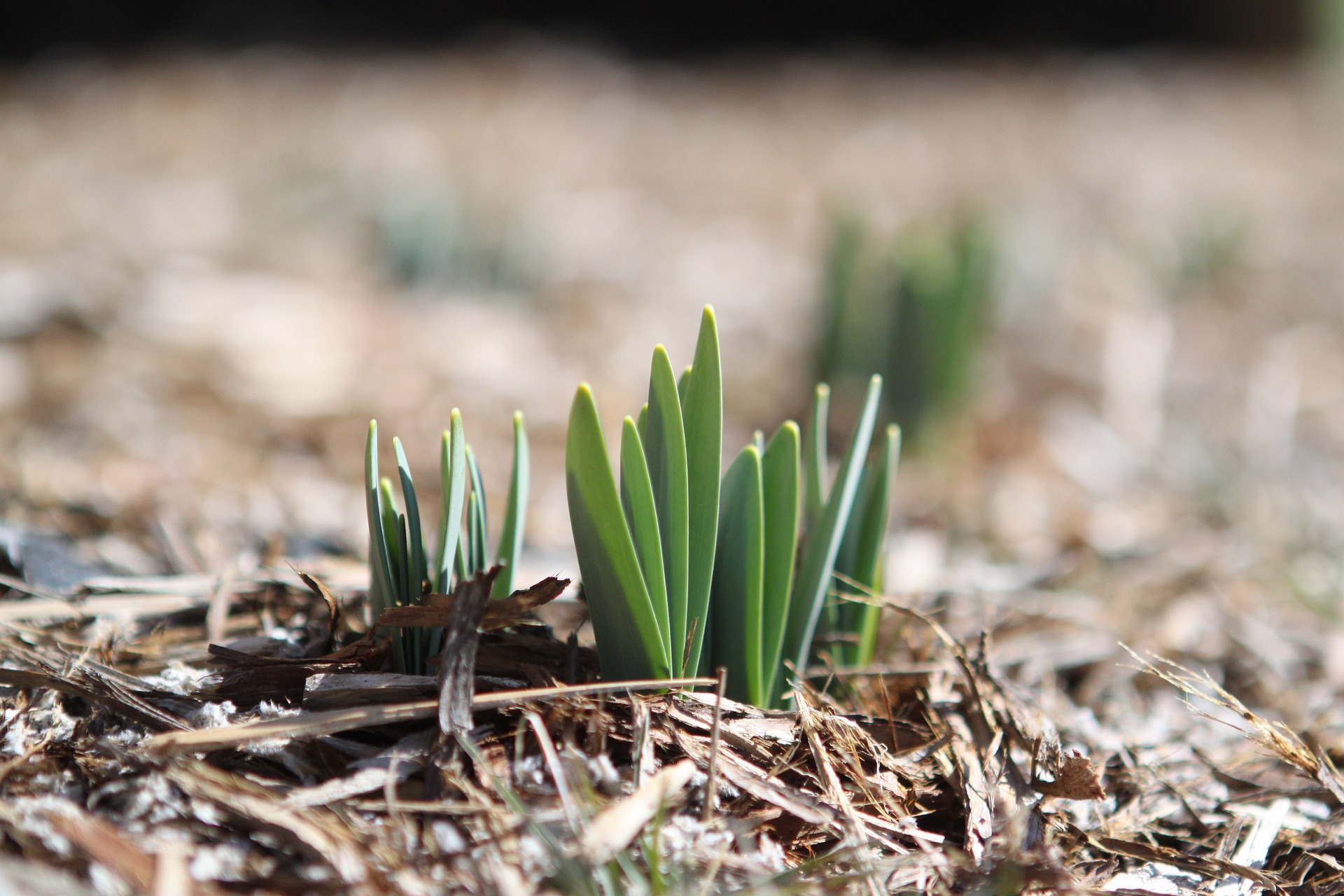 sprout-g67e7f4557_1920.jpg