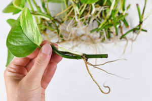 Stickling