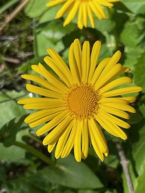Gul blommar.